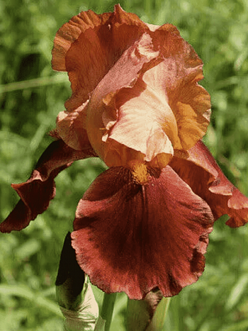 Ирис германский Natchez Trace