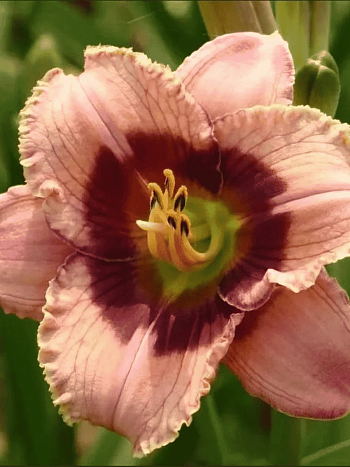 Лилейник Orchid Candy