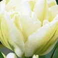 Тюльпан Махровый Up White