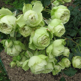 Роза флорибунда Мейян Лавли Грин