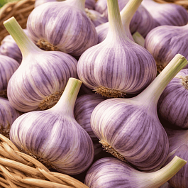 Чеснок Озимый Добрыня