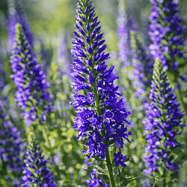 Вероника Blaze Away Blue