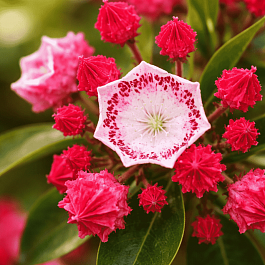 Кальмия широколистная Red Prince