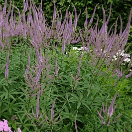 Вероникаструм виргинский Fascination
