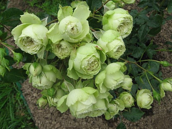 Роза флорибунда Мейян Лавли Грин