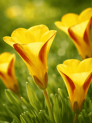 Кислица Golden Cape