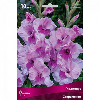 Гладиолус гофрированный Сакраменто Раффл