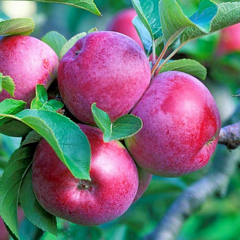 Яблоня Спартан