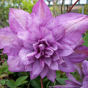 Клематис крупноцветковый Протеус