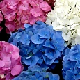 Гортензия крупнолистная Mix