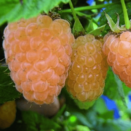 Малина ремонтантная Янтарная садко