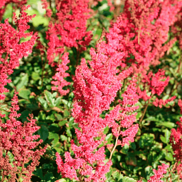 Астильба китайская Hot Pearls