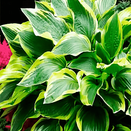 Хоста Don Stevens