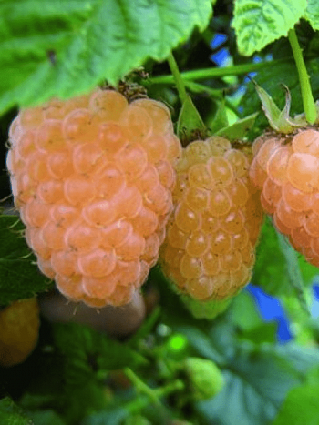 Малина ремонтантная Янтарная садко