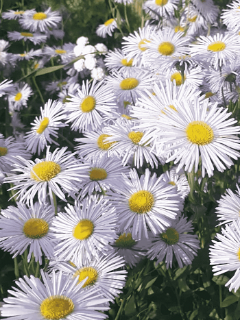 Мелколепестник сложный