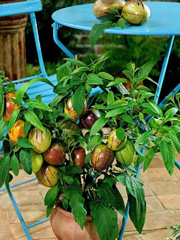 Пепино обыкновенное