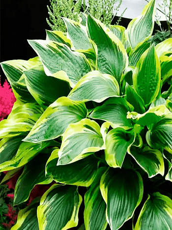 Хоста Don Stevens