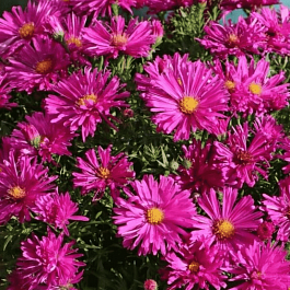 Астра кустарниковая Jenny