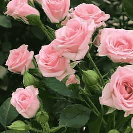 Роза штамбовая Lydia