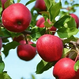 Яблоня Красное раннее