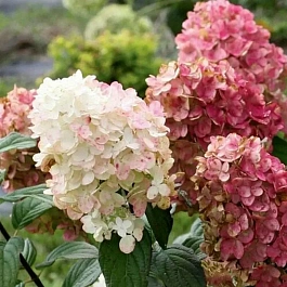 Гортензия метельчатая FireLight