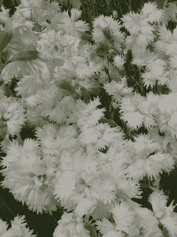 Гвоздика Перистая Albus Plenus