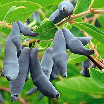 Жимолость съедобная Гордость Бакчара