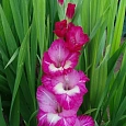 Гладиолус Windsong