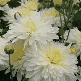 Хризантема корейская Мультфильм белая