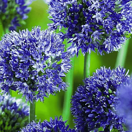 Лук декоративный Azureum