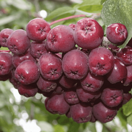 Рябина сладкоплодная Десертная Мичурина