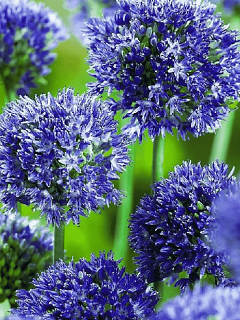 Лук декоративный Azureum