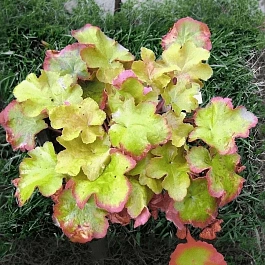 Гейхера Big Top Gold