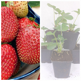 Земляника садовая Таго НАБОР 5ШТ