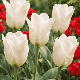 Тюльпан ботанический Albion Star