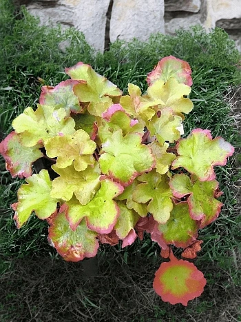 Гейхера Big Top Gold