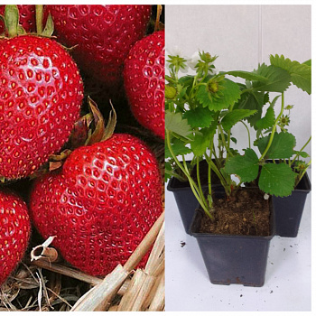 Земляника садовая Румба НАБОР 3ШТ