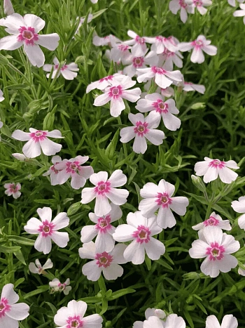 Флокс шиловидный Pharao Red Eye