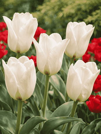 Тюльпан ботанический Albion Star