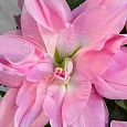 Лилия Roselily Editha