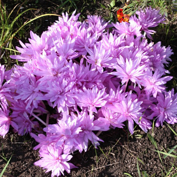 Безвременник осенний Уотерлили