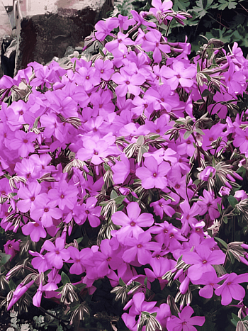 Флокс стелющийся Rosea