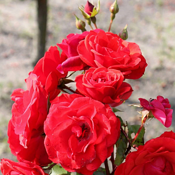 Роза флорибунда Ла Севильяна