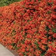 Пираканта узколистная Red Column
