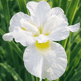 Ирис сибирский Ester C.D.M