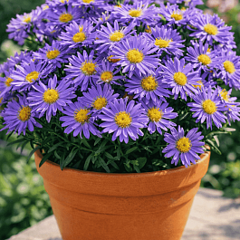 Астра Ново-бельгийская Magic Blue