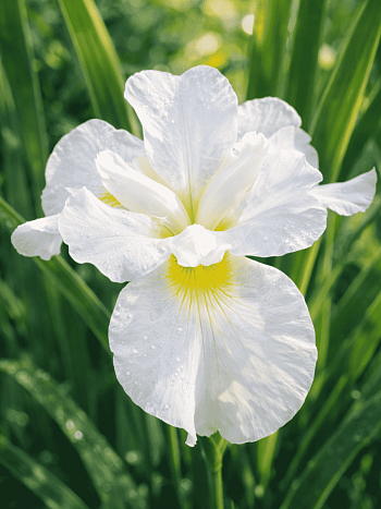 Ирис сибирский Ester C.D.M