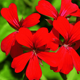 Пеларгония плющелистная  Decora Red кашпо