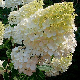 Гортензия метельчатая Кэндэлайт Гортензия метельчатая Кэндэлайт