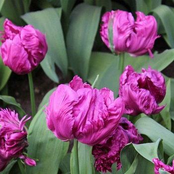 Тюльпан попугайный Пэррот Принц НАБОР 2ШТ (10+10)